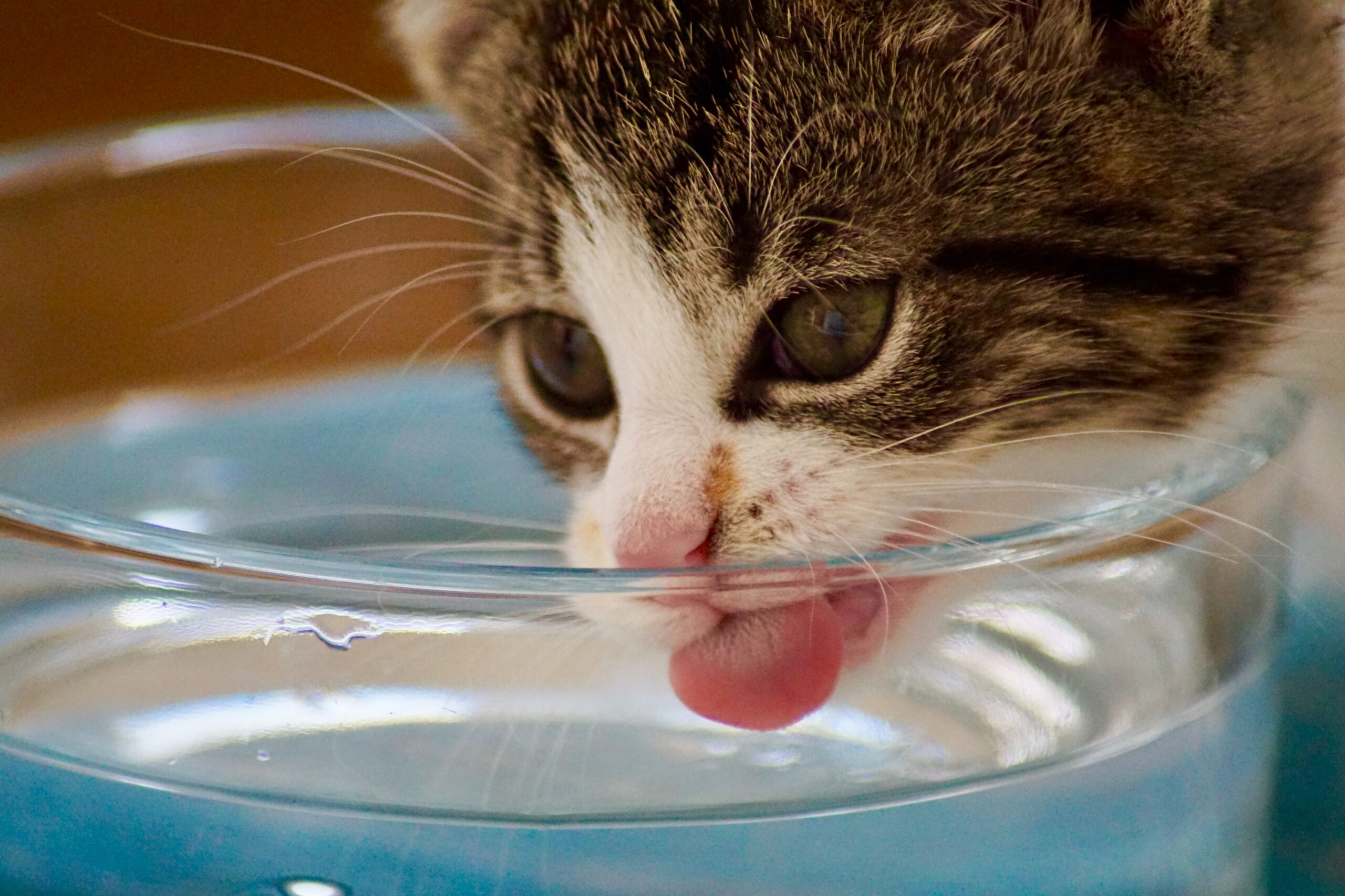 About the Cat Water Fountains You Need To Know