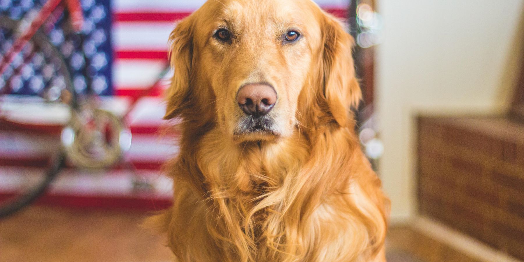 When to Worry: Recognizing Serious Symptoms in Coughing Dogs